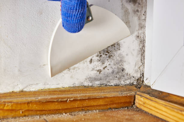 Best Basement Mold Removal  in Copper Canyon, TX