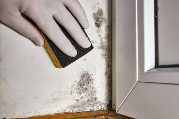 Best Emergency Mold Remediation  in Copper Canyon, TX